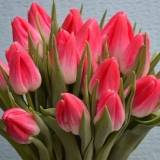 Sadnja tulipana do 8. Marta: rokovi, pravila, upute korak po korak za destilaciju